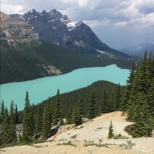 Meet your Posher, Bee